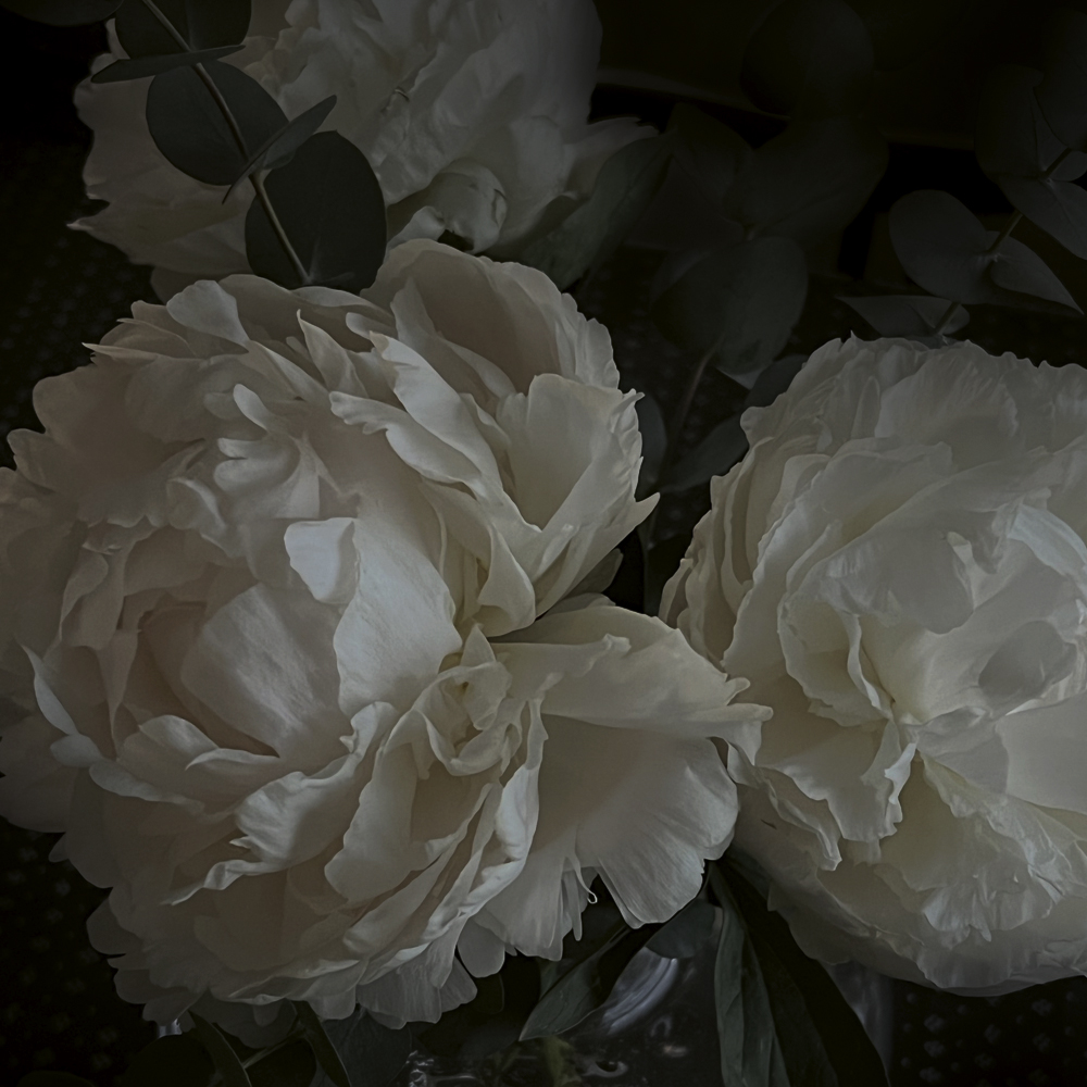 White peony picture photo Taru Tonder.